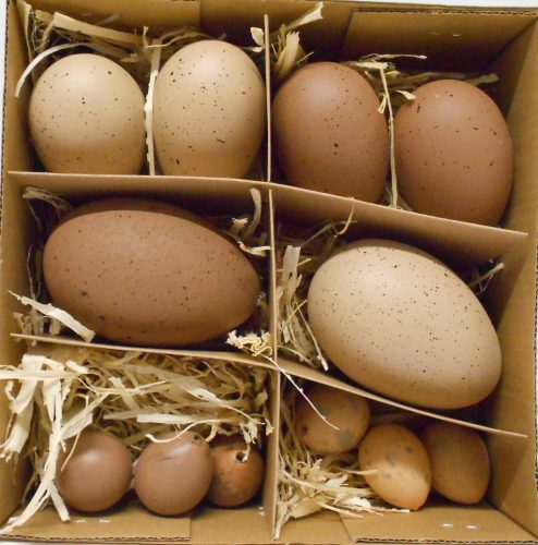 104-12 Dekor Tojás 12 Db 208JF-91