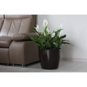 Cserépburkolat Magnolia 36 Cm