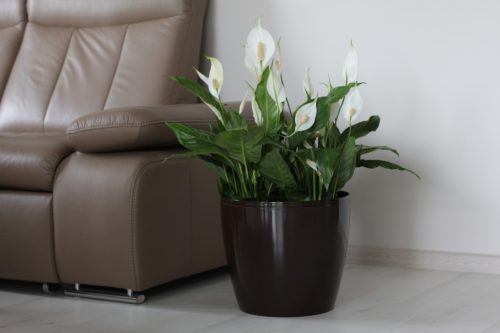 Cserépburkolat Magnolia 36 Cm