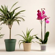 K.Tartó+Fakanalak Margaréta