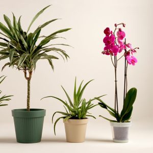 K.Minnie Reg.Bögre